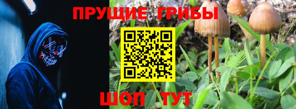 Псилоцибиновые грибы Psilocybe Алейск